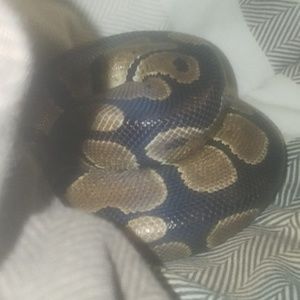 Meet your Posher, Demi